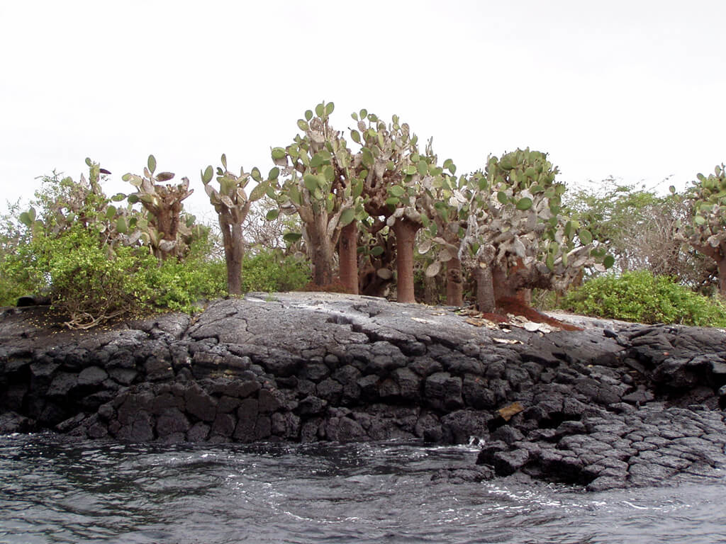 Baltra-eiland : Baltra-eiland :