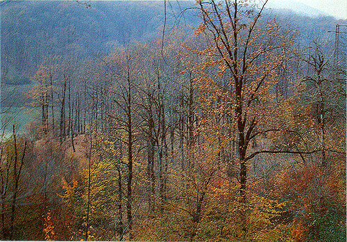 Lankaran : Lankaran :