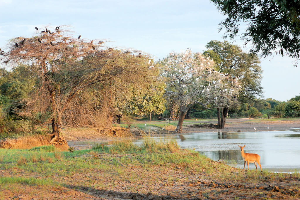 South Luangwa National Park : South Luangwa National Park :